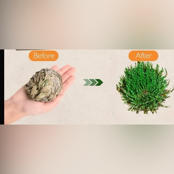 LAST ONE Rose of Jericho,  One Plant , Spiritual Cleansing, Luck, and Prosperity - Picture 7 of 8